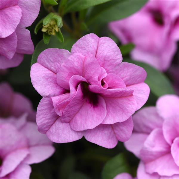 MiniFamous<sup>®</sup> Uno Double Light Pink Bloom