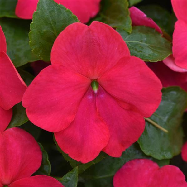 Beacon<sup>®</sup> Lipstick Bloom