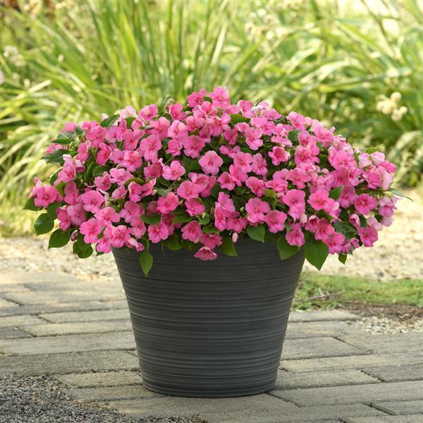 Beacon<sup>®</sup> Pink Container