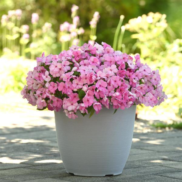 Beacon<sup>®</sup> Light Pink Container