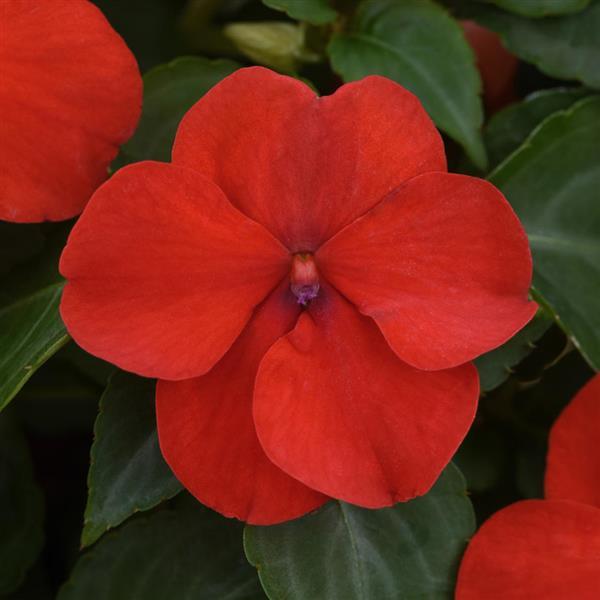 Beacon<sup>®</sup> Bright Red Bloom