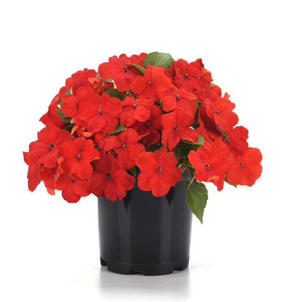 Beacon<sup>®</sup> Bright Red Container