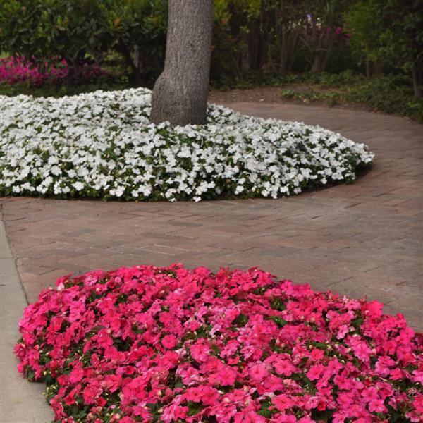 Beacon<sup>®</sup> Rose Commercial Landscape 1