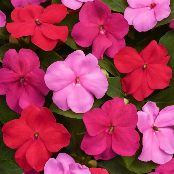Beacon<sup>®</sup> Otway Mixture Bloom