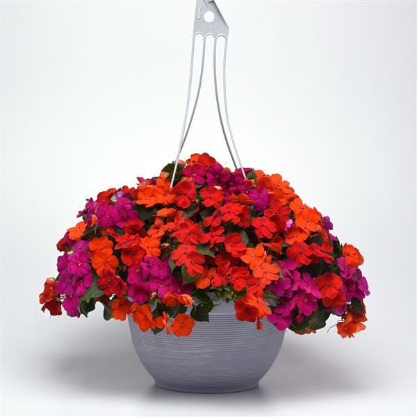 Beacon<sup>®</sup> Sanibel Mixture Improved Basket