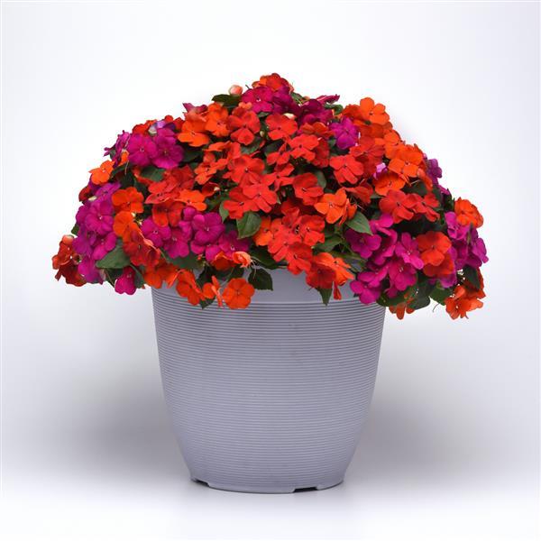 Beacon<sup>®</sup> Sanibel Mixture Improved Container