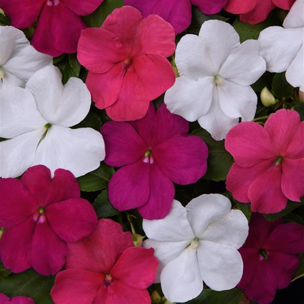 Beacon<sup>®</sup> Portland Mixture Improved Bloom