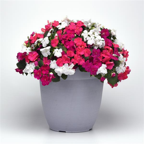 Beacon<sup>®</sup> Portland Mixture Improved Container