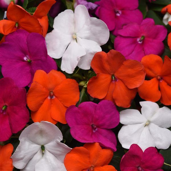 Beacon<sup>®</sup> Lindau Mixture Improved Bloom