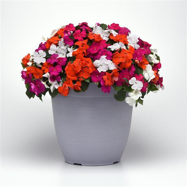 Beacon<sup>®</sup> Lindau Mixture Improved Container