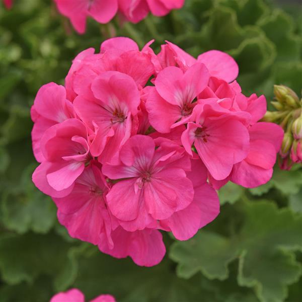 Dynamo™ Hot Pink Bloom