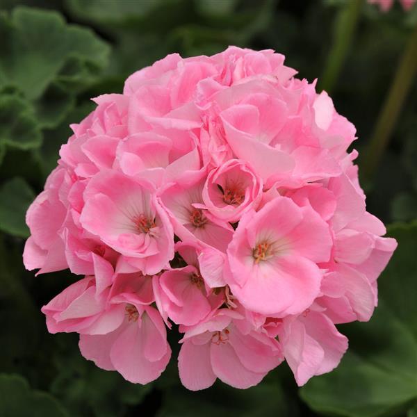 Dynamo™ Light Pink Bloom