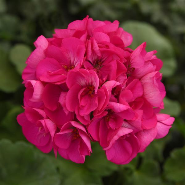 Dynamo™ Purple Bloom