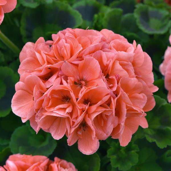 Dynamo™ Salmon Bloom