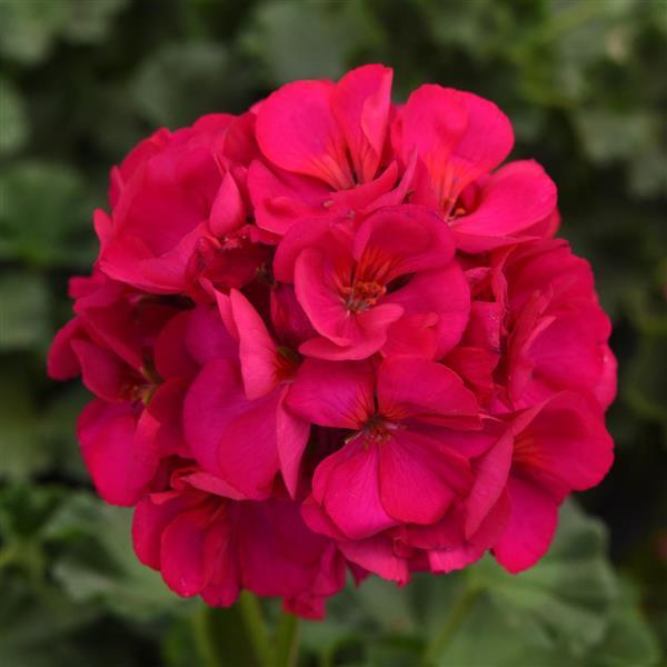 Dynamo™ Violet Bloom