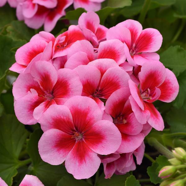 Dynamo™ Pink Dazzle Bloom
