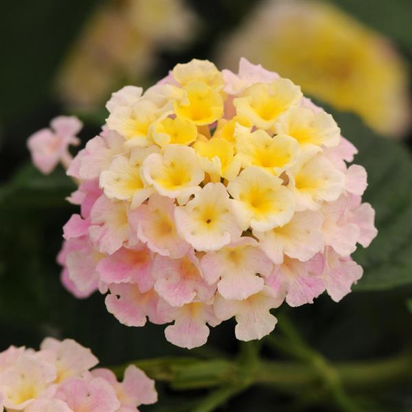 Lucky™ Lavender Bloom