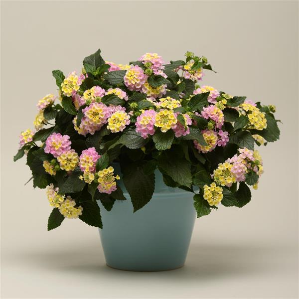 Lucky™ Lavender Container