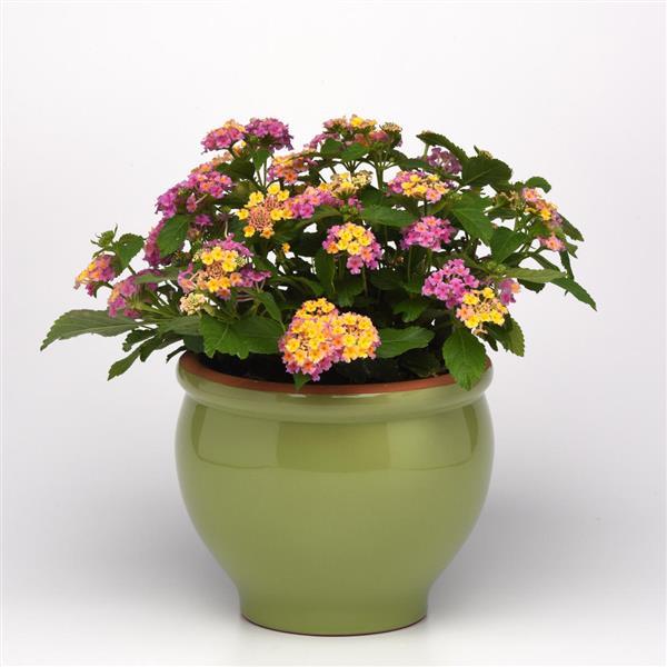 Lucky™ Pink Container