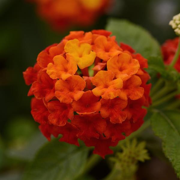 Lucky™ Red Bloom