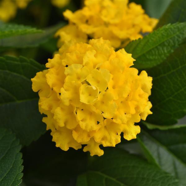Lucky™ Yellow Bloom