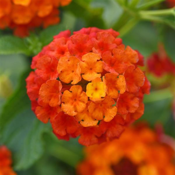 Lucky™ Flame 27 Bloom