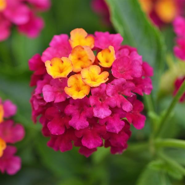 Lucky™ Cherry Sunrise Bloom