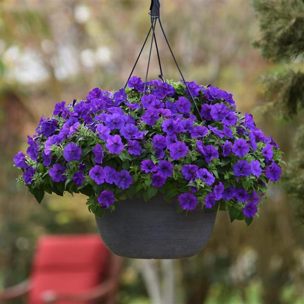ColorRush™ Blue Basket