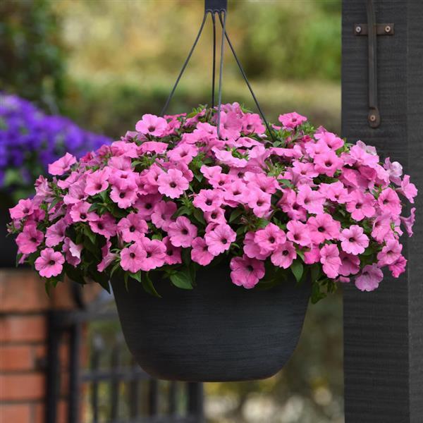 ColorRush™ Pink Basket