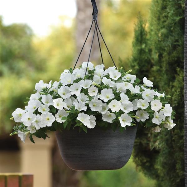 ColorRush™ White Basket