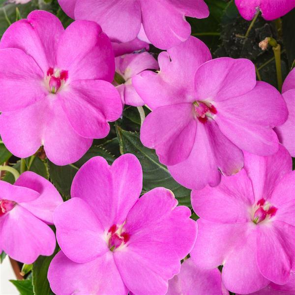 SunPatiens<sup>®</sup> Compact Lavender Bloom