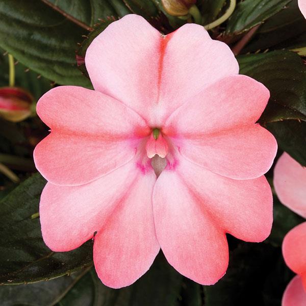 SunPatiens<sup>®</sup> Compact Blush Pink Bloom