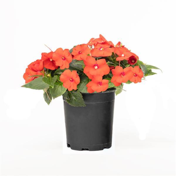 SunPatiens<sup>®</sup> Compact Scarlet Orange Bloom