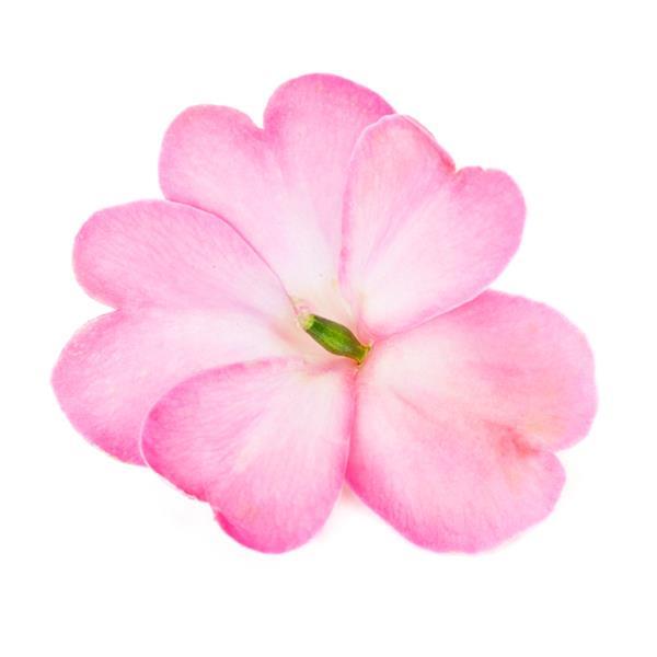 SunPatiens<sup>®</sup> Compact Pink Flash Bloom