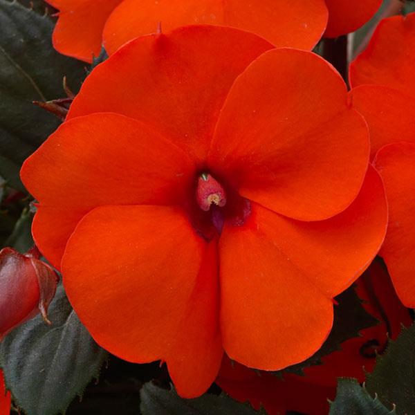 SunPatiens<sup>®</sup> Compact Hot Coral Bloom