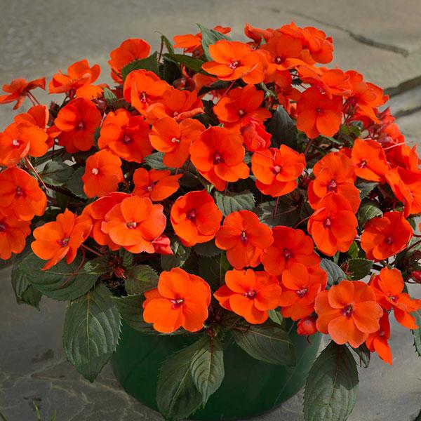 SunPatiens<sup>®</sup> Compact Hot Coral Container