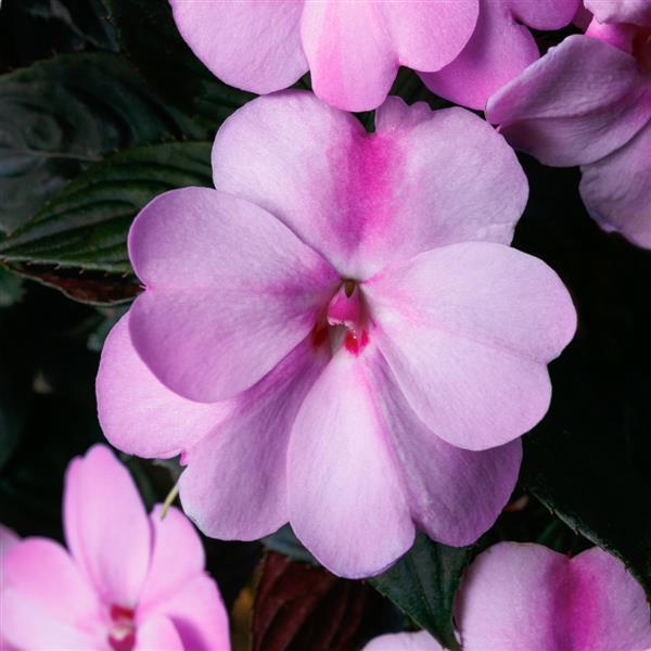 SunPatiens<sup>®</sup> Compact Lavender Splash Bloom