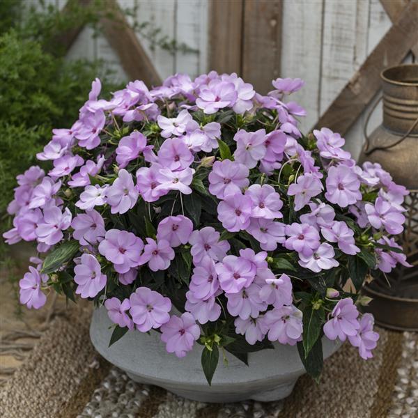 SunPatiens<sup>®</sup> Compact Orchid Blush Container