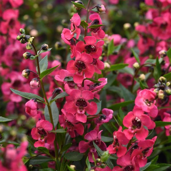 Serenita<sup>®</sup> Cherry Red Bloom