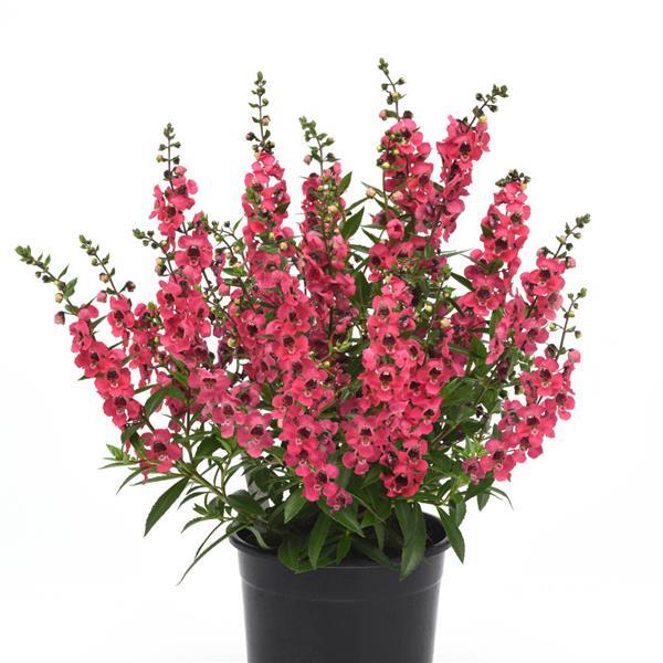 Serenita<sup>®</sup> Cherry Red Container