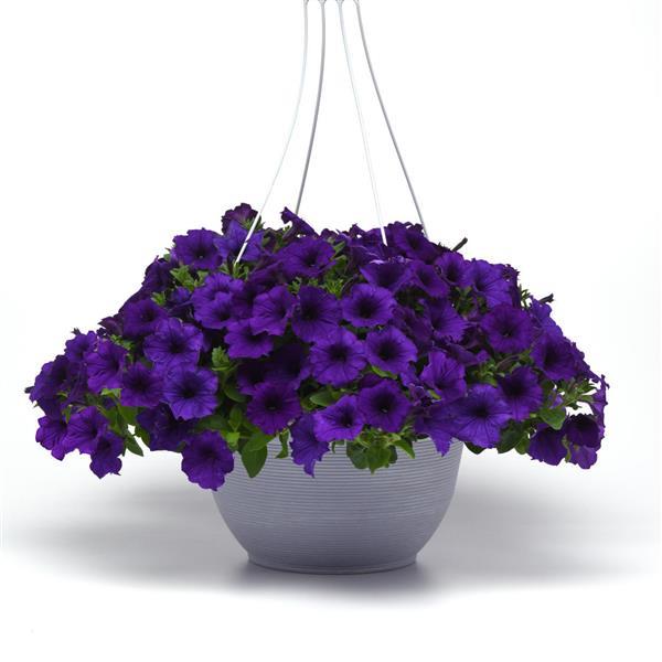 Easy Wave<sup>®</sup> Blue Basket