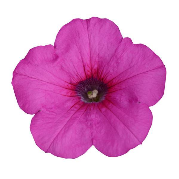 Easy Wave<sup>®</sup> Neon Rose Bloom
