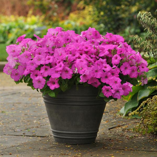 Easy Wave<sup>®</sup> Neon Rose Container
