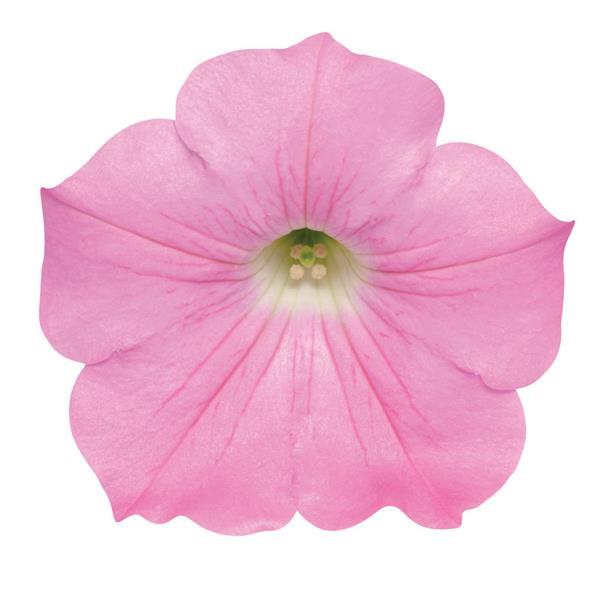 Easy Wave<sup>®</sup> Pink Bloom