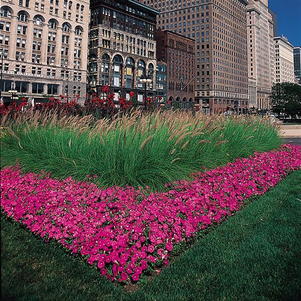 Easy Wave<sup>®</sup> Pink Commercial Landscape 1