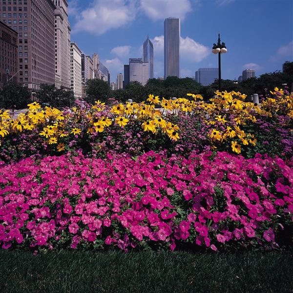 Easy Wave<sup>®</sup> Pink Commercial Landscape 3