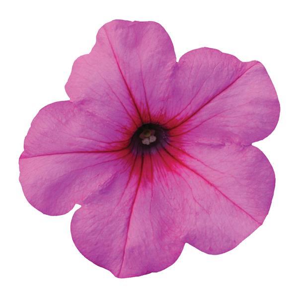 Easy Wave<sup>®</sup> Pink Passion Bloom