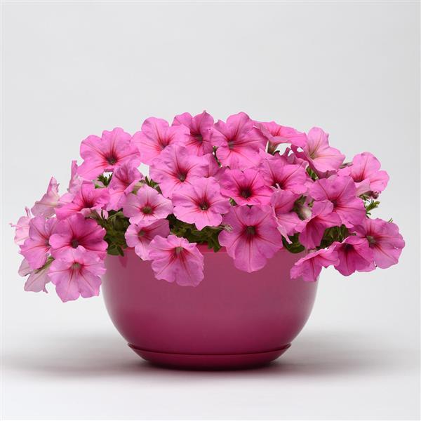 Easy Wave<sup>®</sup> Pink Passion Container
