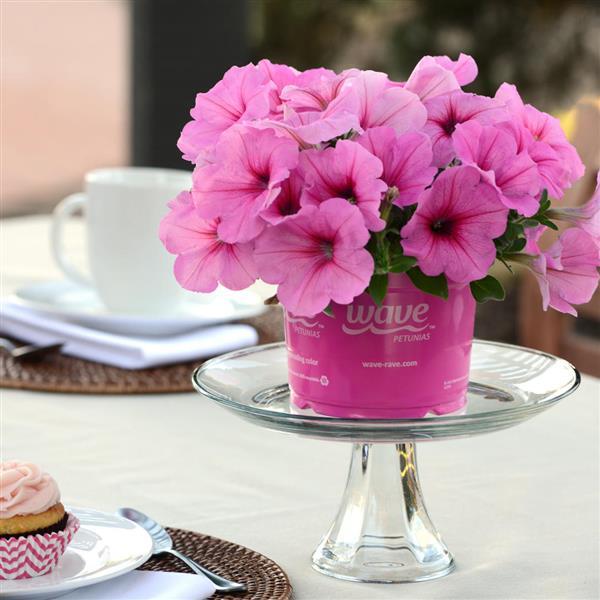 Easy Wave<sup>®</sup> Pink Passion Displays