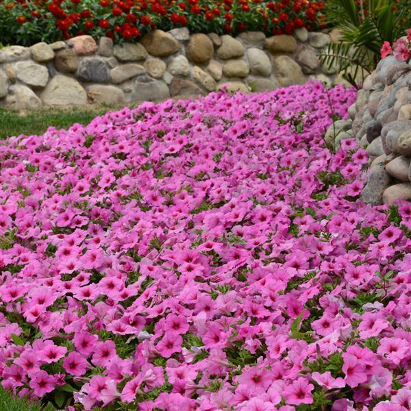 Easy Wave<sup>®</sup> Pink Passion Landscape